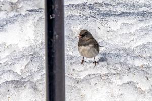 Snow Birds