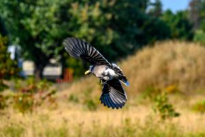Blue Jays