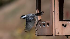 Chickadees