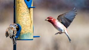 House Finch