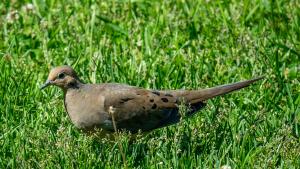Mourning Doves