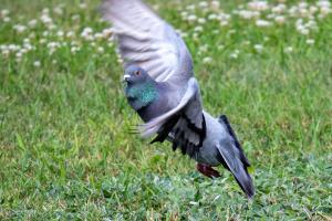 Pigeon