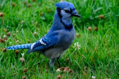 Blue Jay