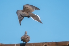 Photo_017