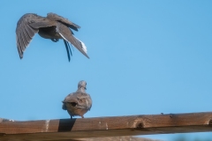 Photo_018