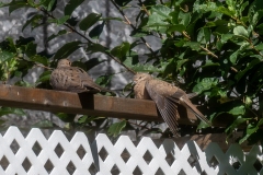 Photo_024