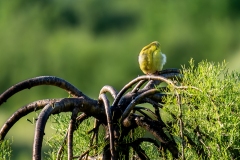 Photo_014