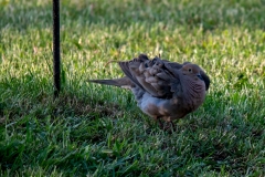 Photo_036-Edit